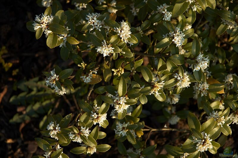 Osmanthus x burkwoodii im Garten pflanzen (Einrichtungsbeispiele mit Frühlings-Duftblüte)