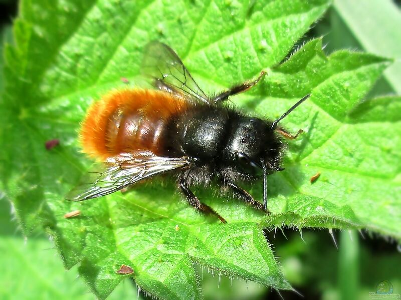 Osmia im Garten (Einrichtungsbeispiele mit Mauerbiene)