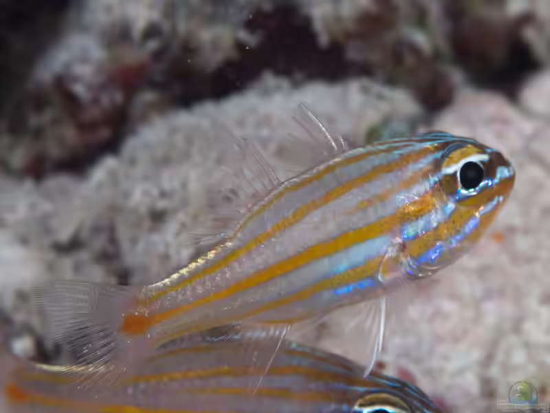 Ostorhinchus rubrimacula im Aquarium halten (Einrichtungsbeispiele für Rotpunkt-Kardinalbarsch)