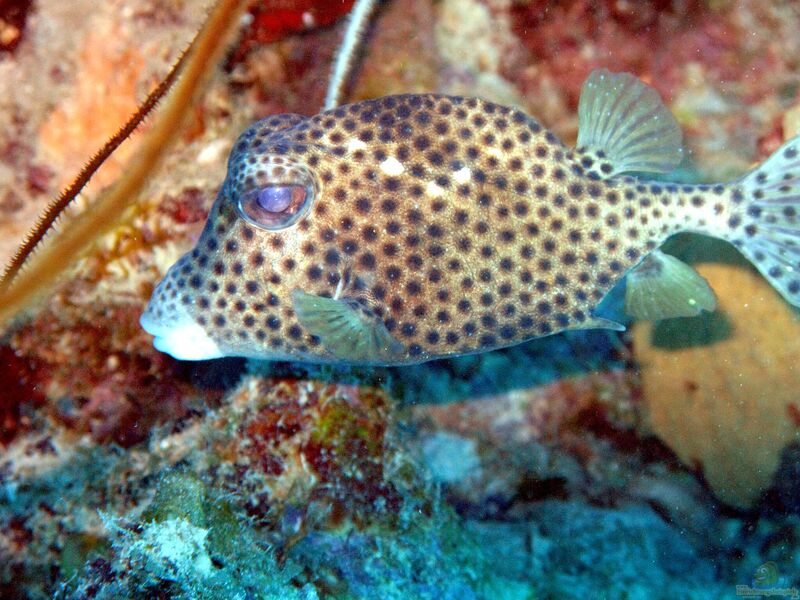 Ostraciidae im Aquarium halten (Einrichtungsbeispiele mit Kofferfischen)