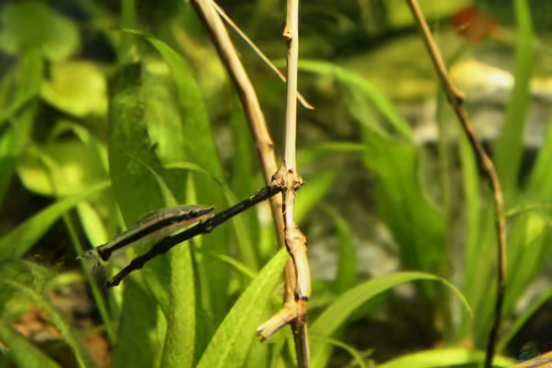 Otocinclus-Arten im Aquarium halten (Einrichtungsbeispiele mit Otocinclus-Arten)