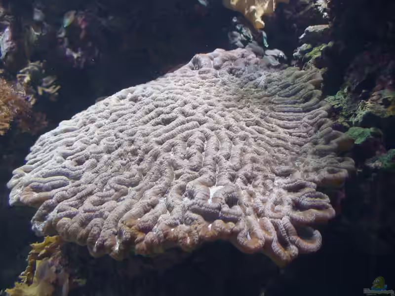 Oulophyllia crispa im Aquarium halten (Einrichtungsbeispiele für Großpolypige Steinkoralle)
