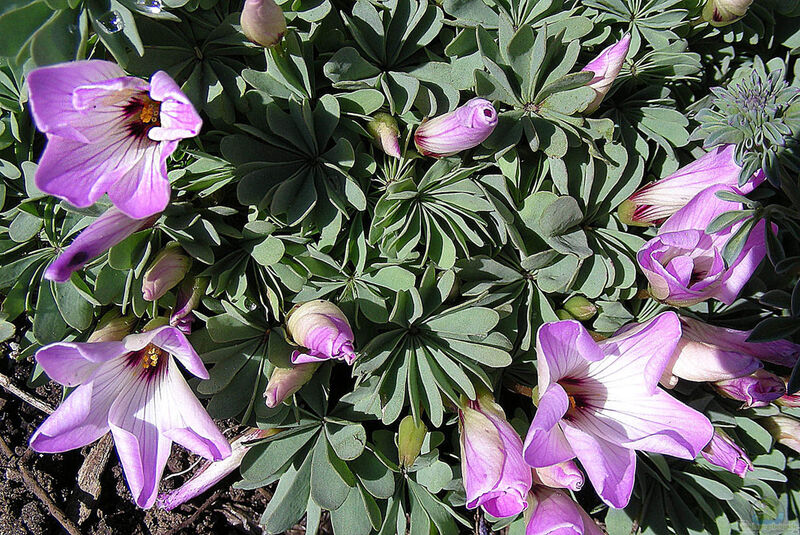 Oxalis adenophylla im Garten pflanzen (Einrichtungsbeispiele mit Silber-Sauerklee)