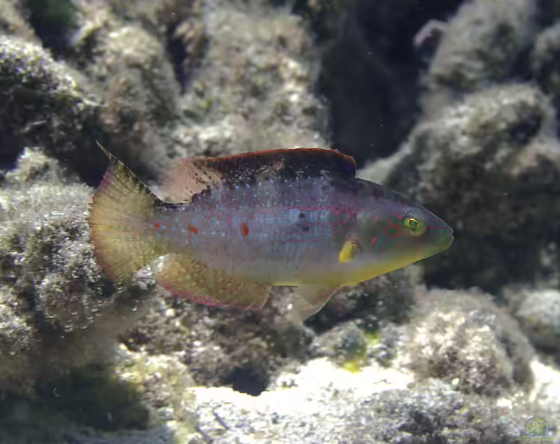 Oxycheilinus bimaculatus im Aquarium halten (Einrichtungsbeispiele für Zweipunkt Maori Prachtlippfisch)