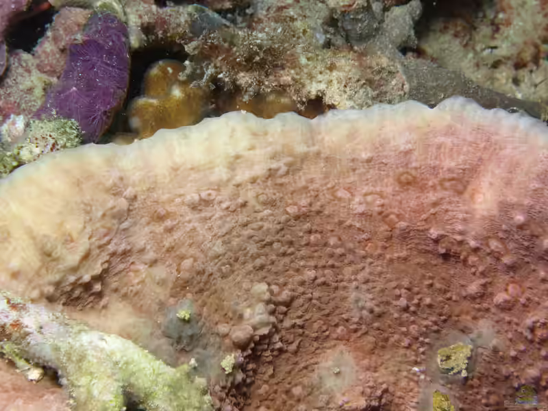 Oxypora glabra im Aquarium halten (Einrichtungsbeispiele für Großpolypige Steinkoralle)