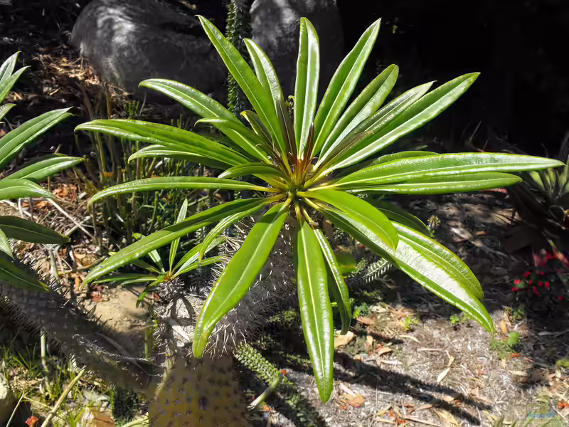 Pachypodium lamerei im Garten pflanzen (Einrichtungsbeispiele mit Madagaskarpalme)