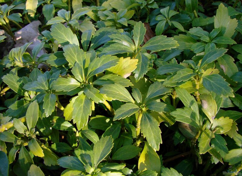 Pachysandra terminalis im Garten pflanzen (Einrichtungsbeispiele mit Japanischer Ysander)