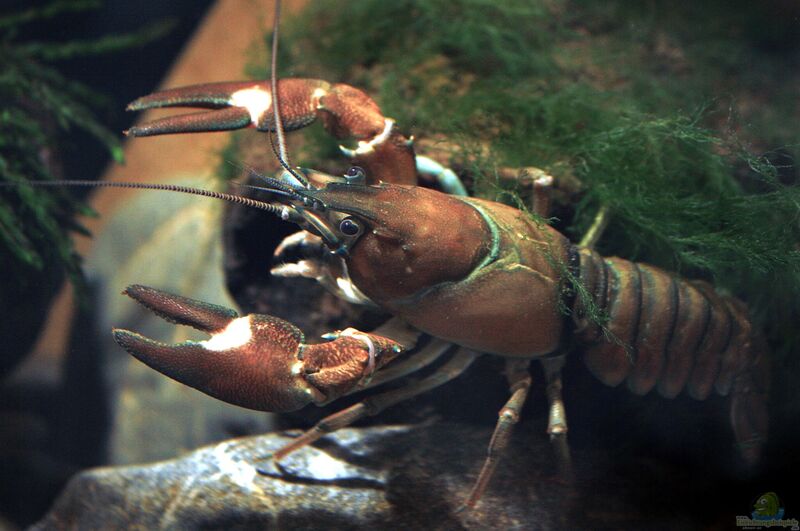 Pacifastacus leniusculus im Aquarium halten (Einrichtungsbeispiele für Signalkrebs)