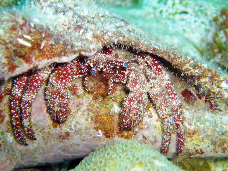Paguristes puncticeps im Aquarium halten (Einrichtungsbeispiele für Weißpunkt-Einsiedlerkrebs)