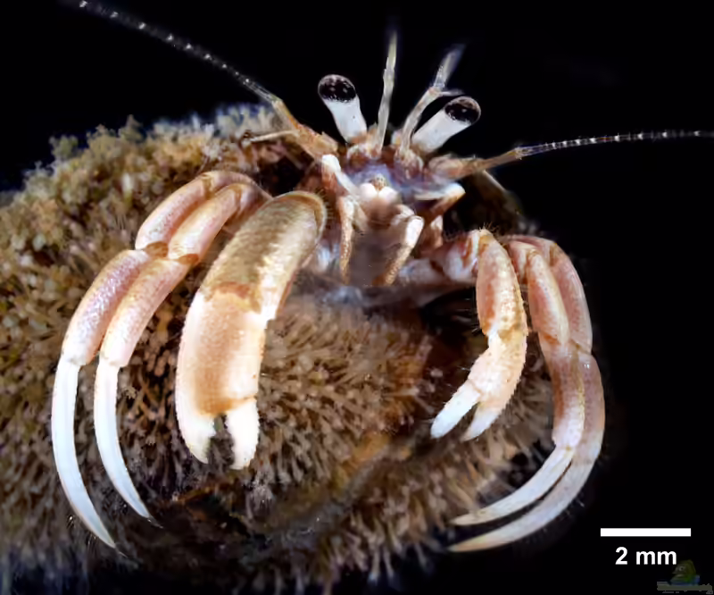 Pagurus acadianus im Aquarium halten (Einrichtungsbeispiele für Acadia-Einsiedlerkrebs)
