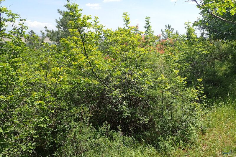 Paliurus spina-christi im Garten pflanzen (Einrichtungsbeispiele mit Christdorn)