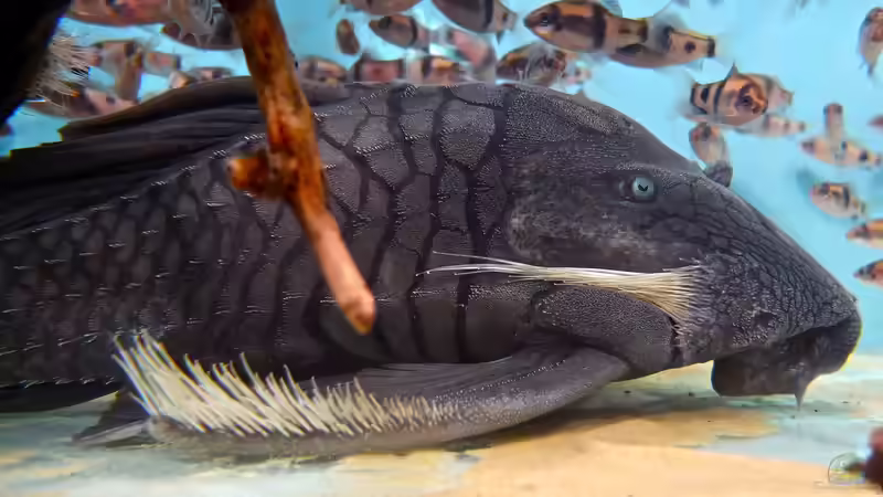 Panaque suttonorum im Aquarium halten (Einrichtungsbeispiele für Panaque suttonorum)