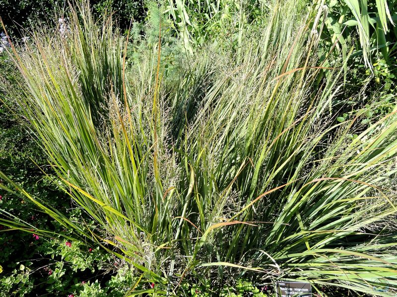 Panicum virgatum im Garten pflanzen (Einrichtungsbeispiele mit Rutenhirse)