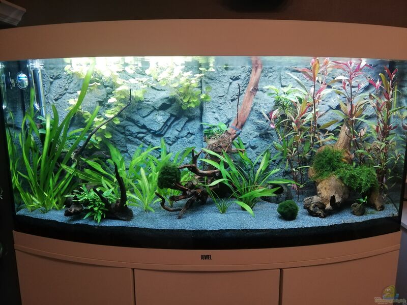 Das Panorama-Aquarium (Einrichtungsbeispiele mit Panorama-Aquarien)