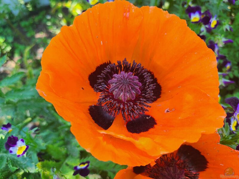 Papaver orientale im Garten pflanzen (Einrichtungsbeispiele mit Türkischer Mohn)