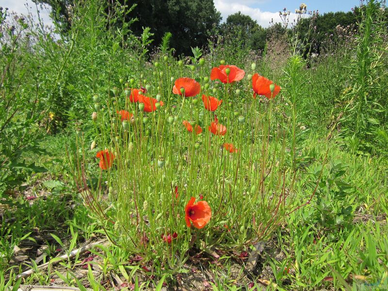 Papaver rhoeas im Garten pflanzen (Einrichtungsbeispiele mit Klatschmohn)