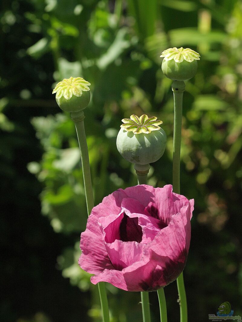 Papaver somniferum im Garten pflanzen (Einrichtungsbeispiele mit Schlafmohn)