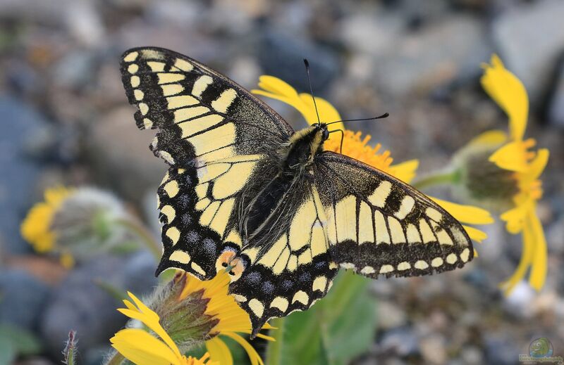 Papilio machaon im Garten (Einrichtungsbeispiele für Schwalbenschwanz)