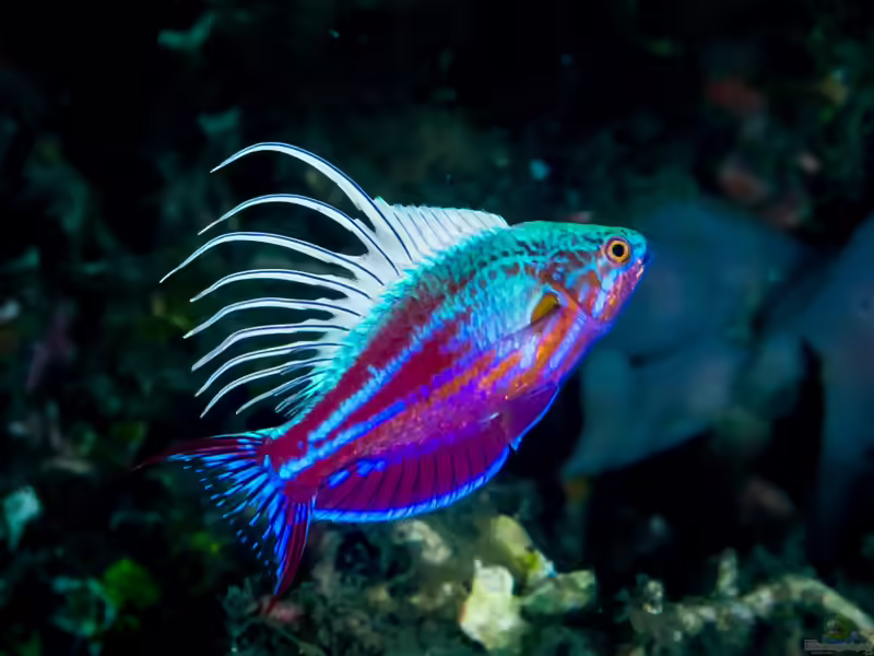 Paracheilinus cyaneus im Aquarium halten (Einrichtungsbeispiele für Blauer Zwerglippfisch)