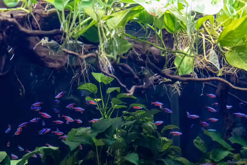 Paracheirodon axelrodi im Aquarium halten (Einrichtungsbeispiele mit Roten Neonsalmlern)