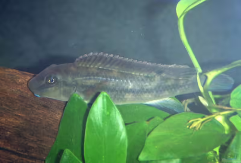 Paragobiocichla irvinei im Aquarium halten (Einrichtungsbeispiele für Volta-Grundelcichliden)