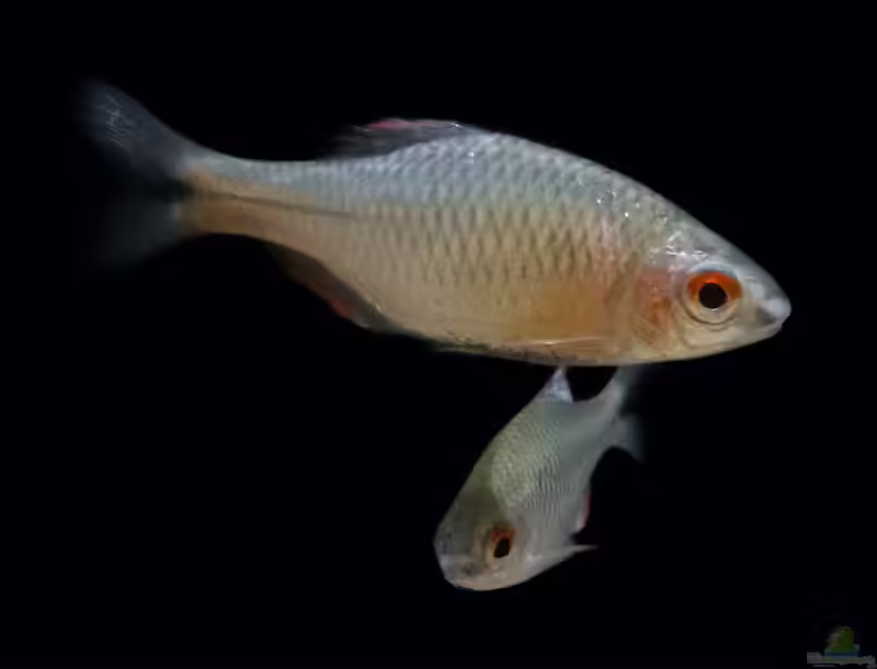 Paratanakia himantegus im Aquarium halten (Einrichtungsbeispiele für Chinesischer Bitterling)