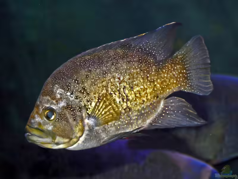 Paratilapia polleni im Aquarium halten (Einrichtungsbeispiele für Marakeli-Buntbarsche)