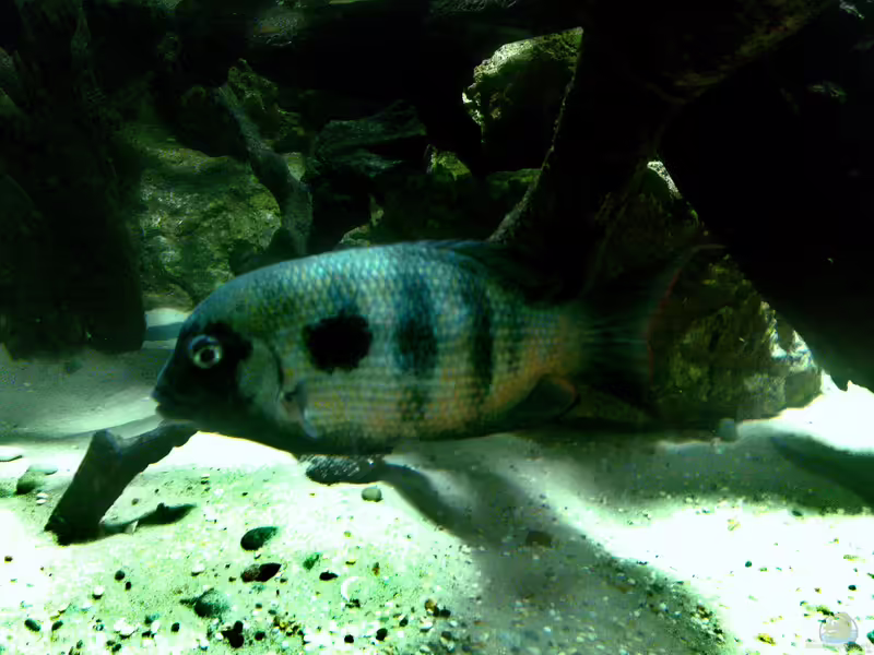Paretroplus maculatus im Aquarium halten (Einrichtungsbeispiele für Gefleckter Damba)