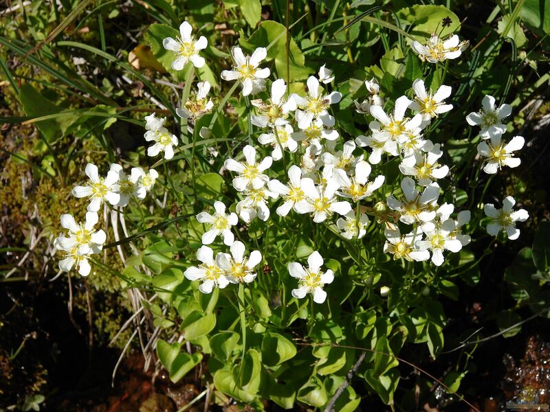 Parnassia palustris im Garten pflanzen (Einrichtungsbeispiele mit Sumpfherzblatt)