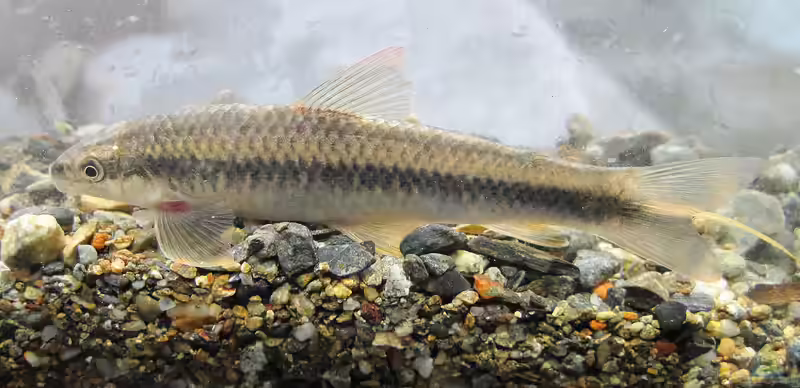 Parodon suborbitalis im Aquarium halten (Einrichtungsbeispiele für Parodon suborbitalis)