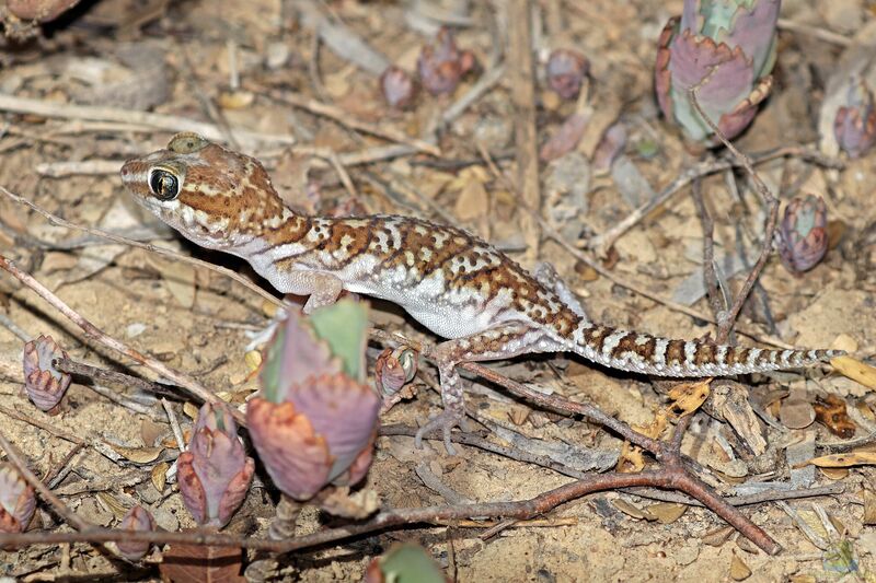 Paroedura picta im Terrarium halten (Einrichtungsbeispiele mit Madagaskar-Bodengeckos)