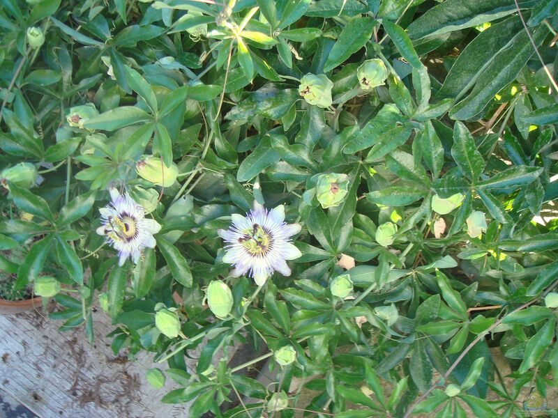 Passiflora caerulea im Garten pflanzen (Einrichtungsbeispiele mit Blaue Passionsblume)