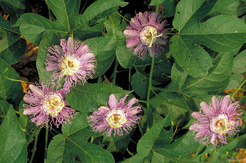 Passiflora incarnata im Garten pflanzen (Einrichtungsbeispiele mit Winterharte Passionsblume)