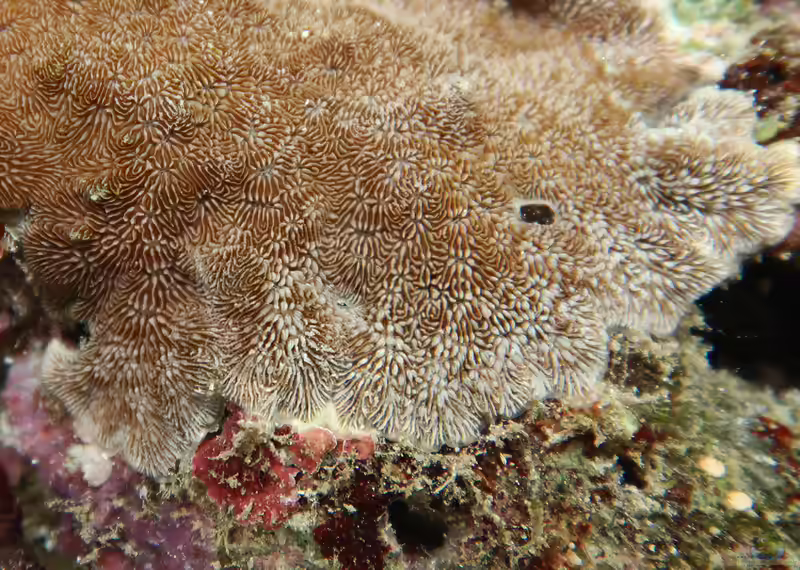 Pavona explanulata im Aquarium halten (Einrichtungsbeispiele für Schlängelseptenkoralle)