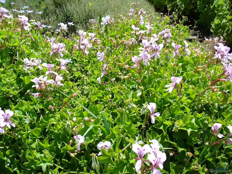 Pelargonium peltatum im Garten pflanzen (Einrichtungsbeispiele mit Hänge-Geranie)