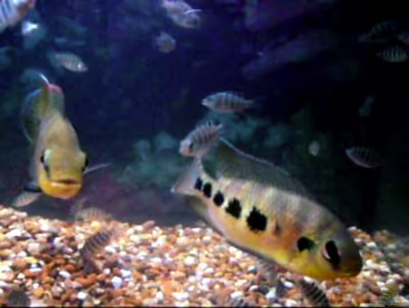 Pelmatolapia mariae im Aquarium halten (Einrichtungsbeispiele für Marienbuntbarsch)