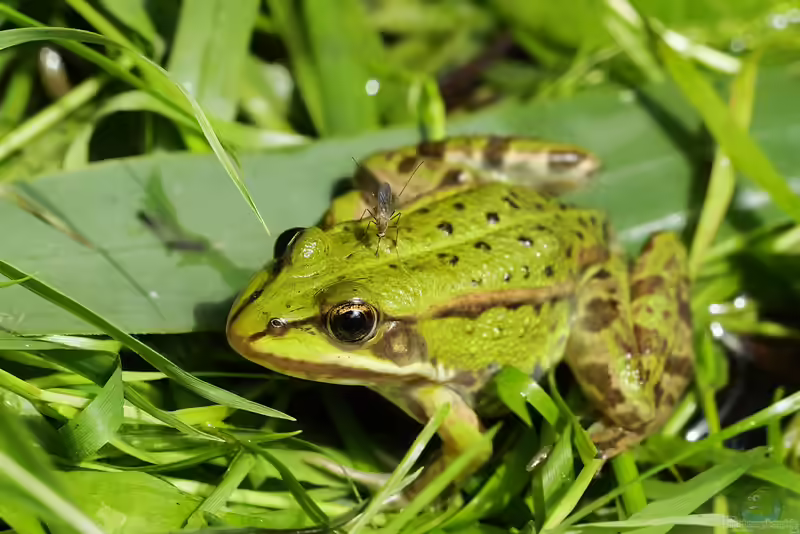 Pelophylax esculentus im Gartenteich (Einrichtungsbeispiele mit Teichfröschen)
