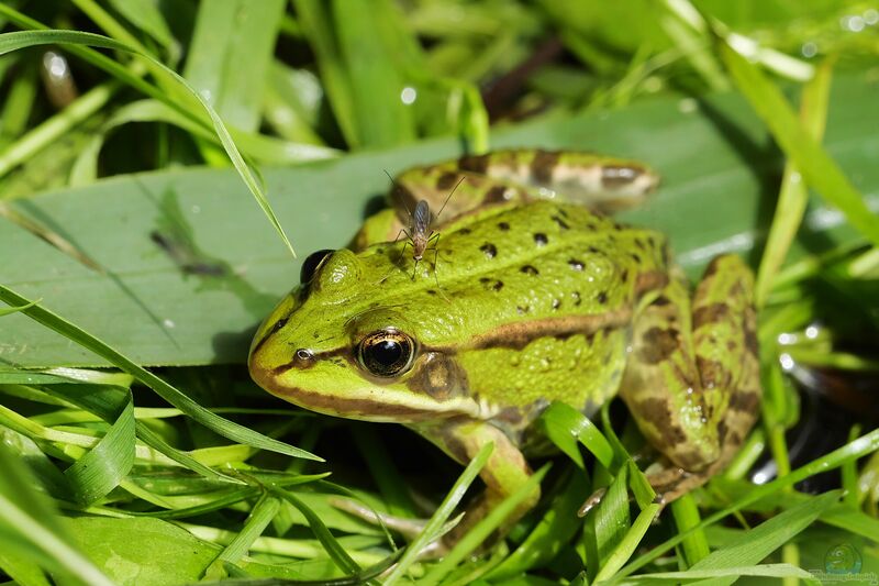 Pelophylax esculentus im Gartenteich (Einrichtungsbeispiele mit Teichfröschen)