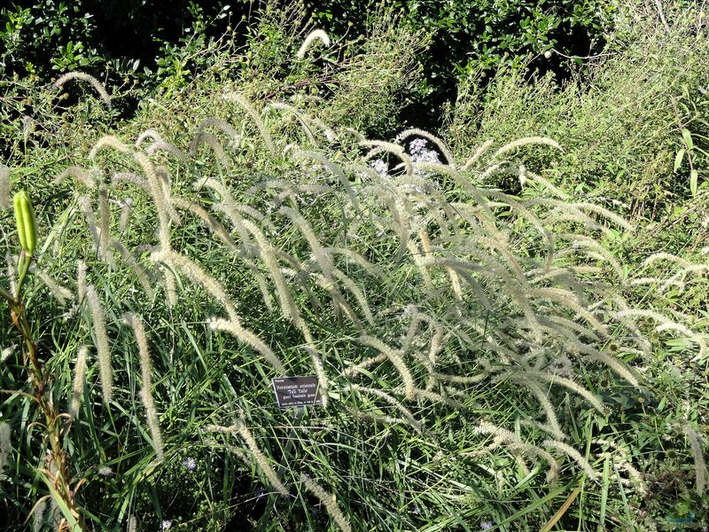 Pennisetum alopecuroides am Gartenteich pflanzen (Einrichtungsbeispiele mit Australisches Lampenputzergras)