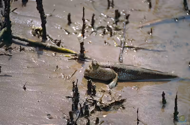 Periophthalmodon schlosseri im Aquarium halten (Einrichtungsbeispiele für Großer Schlammspringer)