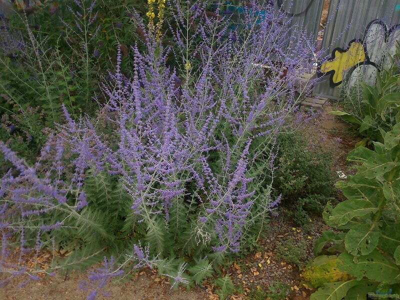 Perovskia abrotanoides im Garten pflanzen (Einrichtungsbeispiele mit Silberbusch)