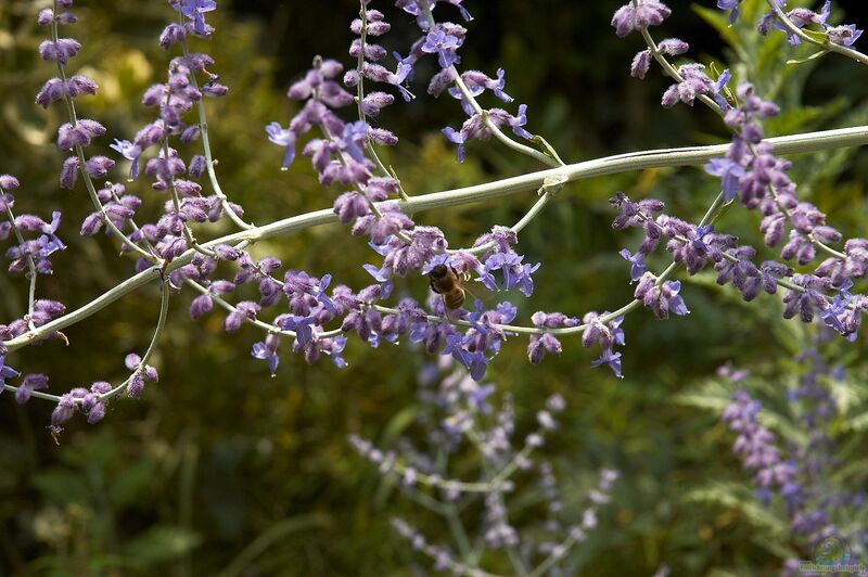 Perovskia atriplicifolia im Garten pflanzen (Einrichtungsbeispiele mit Blauraute)