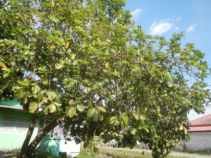 Persea americana im Garten pflanzen (Einrichtungsbeispiele mit Avocado)