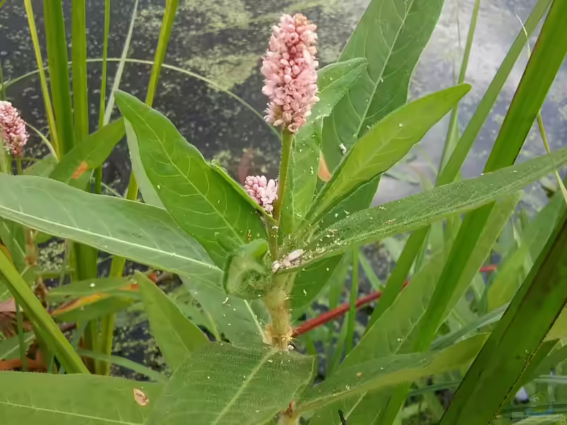 Persicaria amphibia am Gartenteich (Einrichtungsbeispiele mit Wasser-Knöterich)