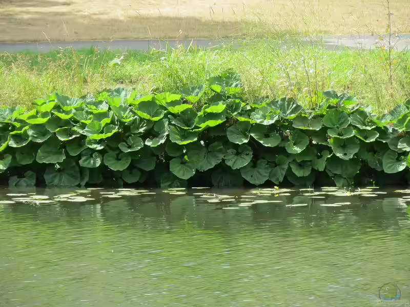 Petasites hybridus am Gartenteich (Einrichtungsbeispiele mit Große Pestwurz)