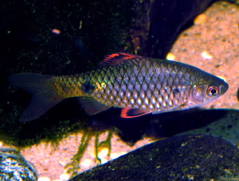 Pethia stoliczkana im Aquarium halten (Einrichtungsbeispiele für Sonnenfleckbarbe)