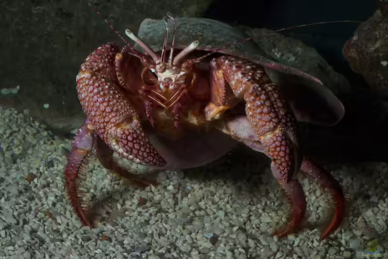Petrochirus diogenes im Aquarium halten (Einrichtungsbeispiele für Riesen-Einsiedlerkrebs)