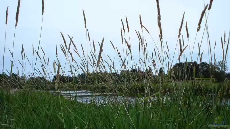 Phalaris arundinacea am Gartenteich (Einrichtungsbeispiele mit Rohrglanzgras)