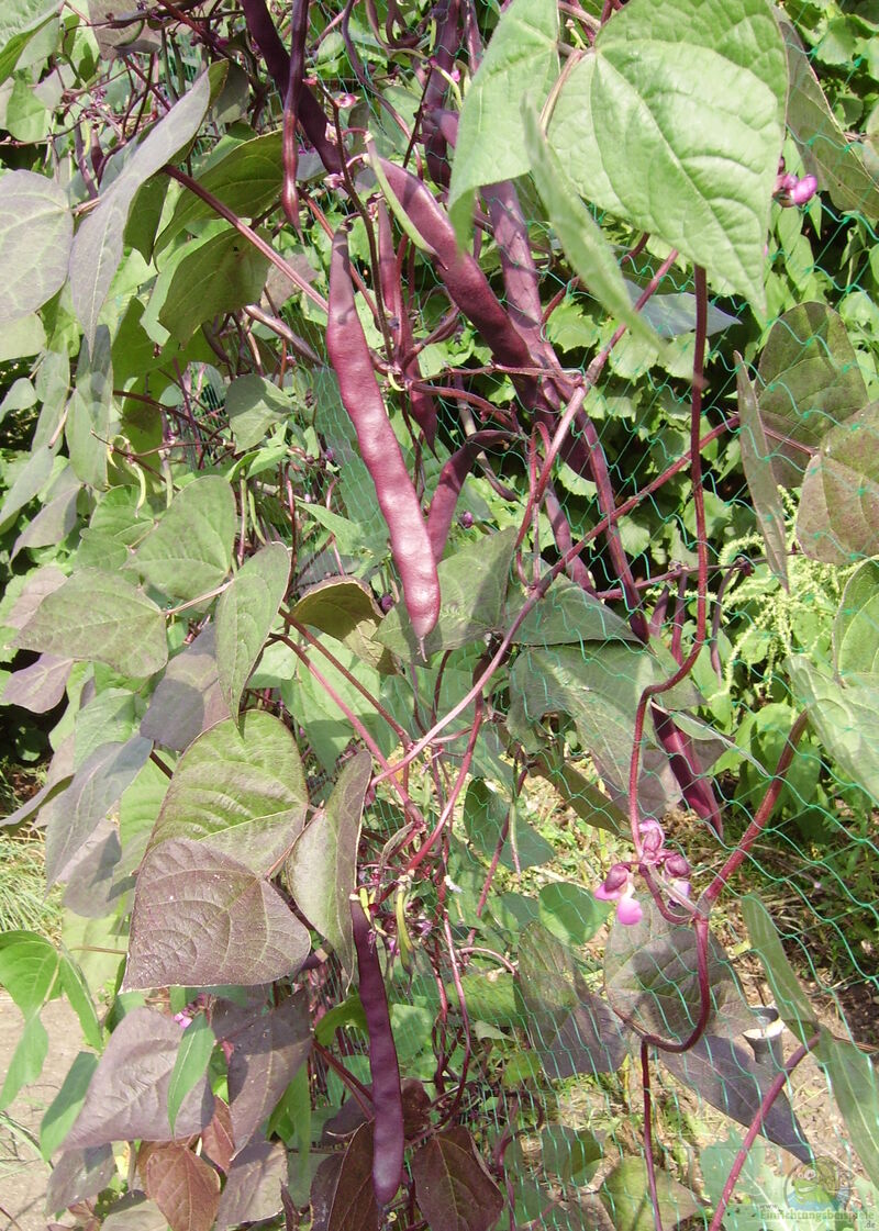 Phaseolus coccineus im Garten pflanzen (Einrichtungsbeispiele mit Feuerbohne)