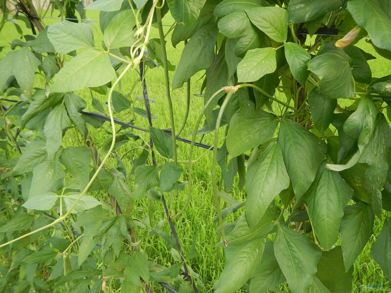 Phaseolus vulgaris var. nanus im Garten pflanzen (Einrichtungsbeispiele mit Buschbohne)